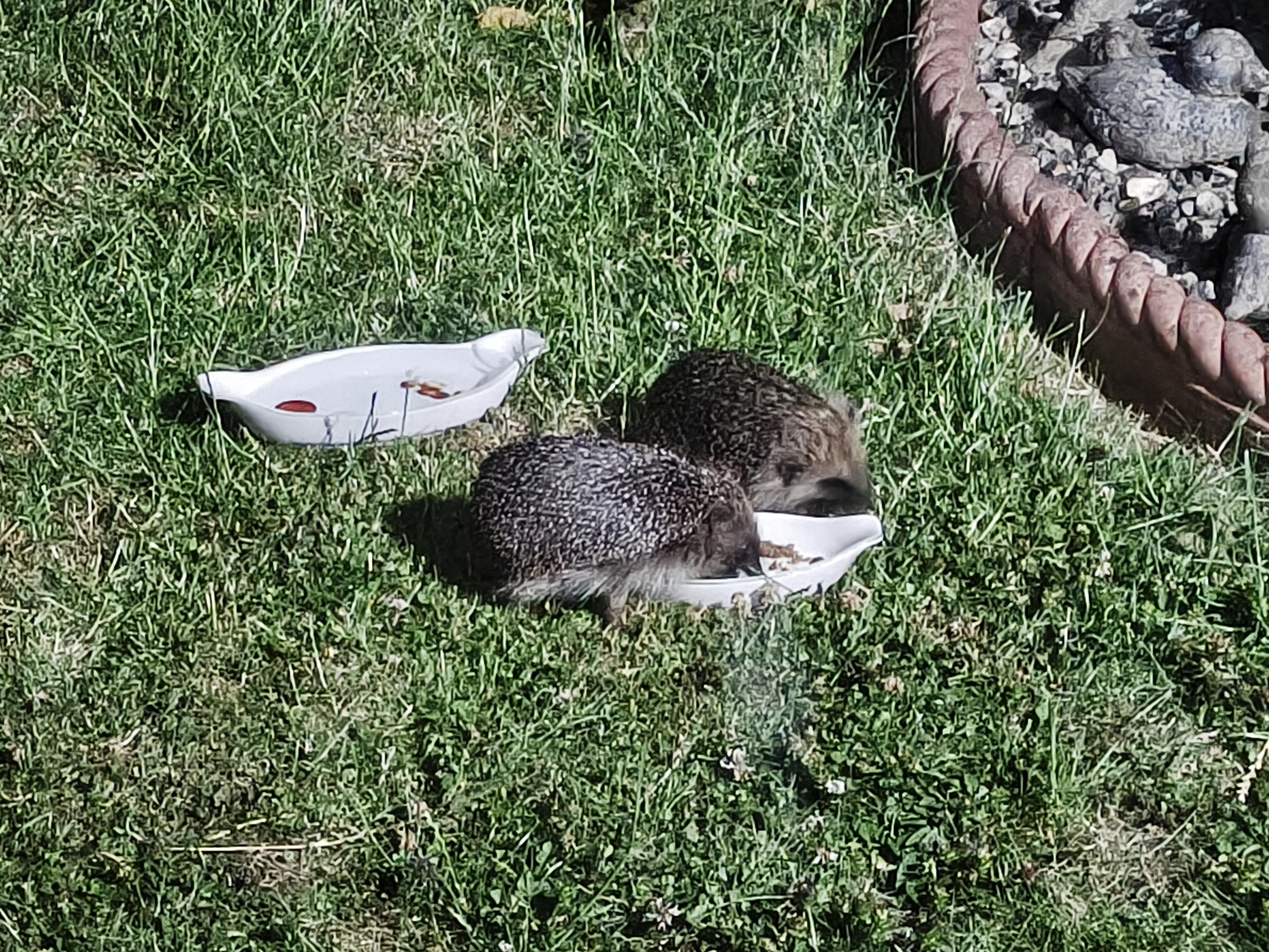 A couple of hedgehogs on a lawn eating from a bowl, behind them is a water bowl.